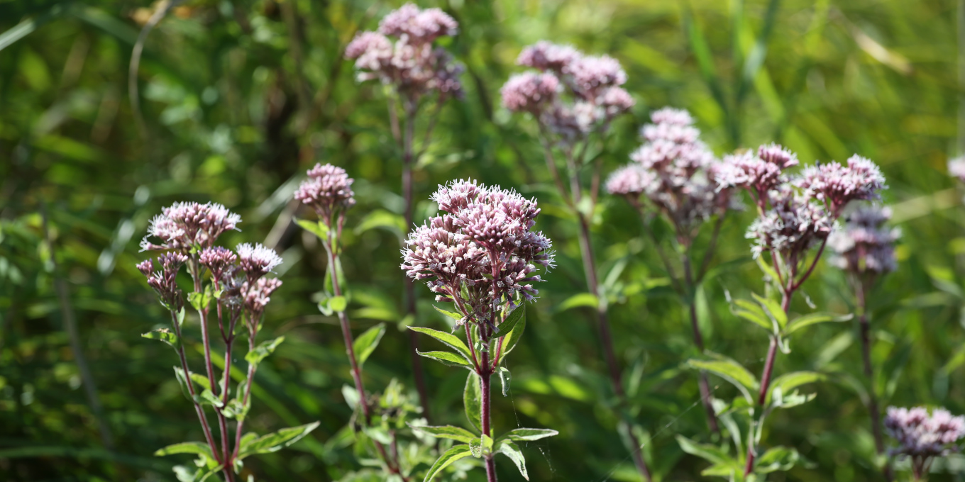Eupatoire chanvrine